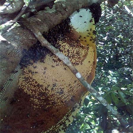 Mật ong rừng Mù Cang Chải