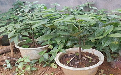 Kĩ thuật trồng và chăm sóc cây Húng vịt
