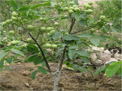 Kĩ thuật trồng và chăm sóc để cây Óc chó ra nhiều quả