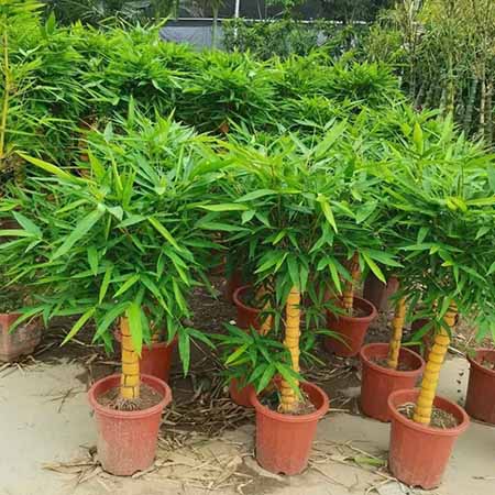 Cây Trúc Phật Bà Vàng