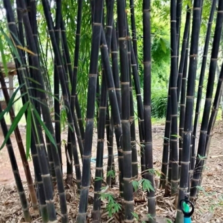 CÂY TRE ĐEN GIAVA