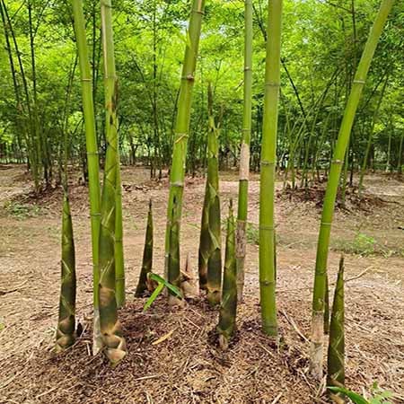GIỐNG CÂY TRE LỤA