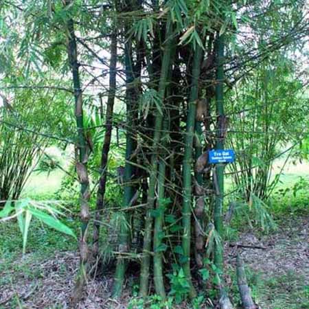 GIỐNG CÂY TRE GAI