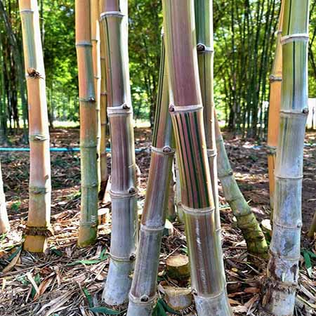 CÂY TRE TẦM VÔNG SỌC HỒNG