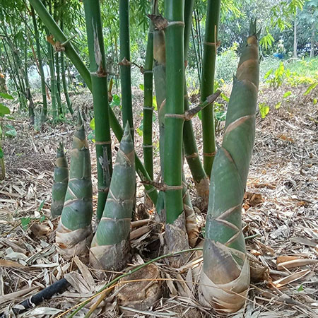 CÂY GIỐNG TRE TỨ QUÝ