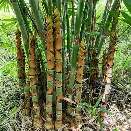 CÂY TRE KHAO LAM