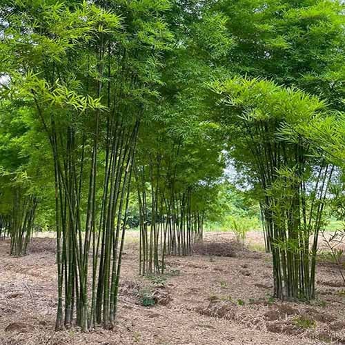 Vườn Cây Tre Lụa