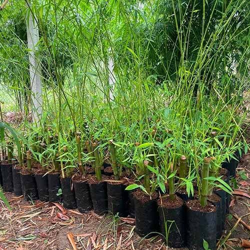 Giống cây Tre Lụa mua ban giong cay tre lua thai lan