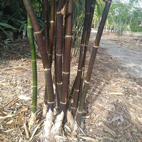 Cây Tre Đen Timor Leste