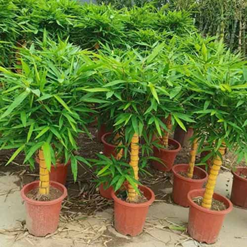 Cây Trúc Phật Bà Vàng