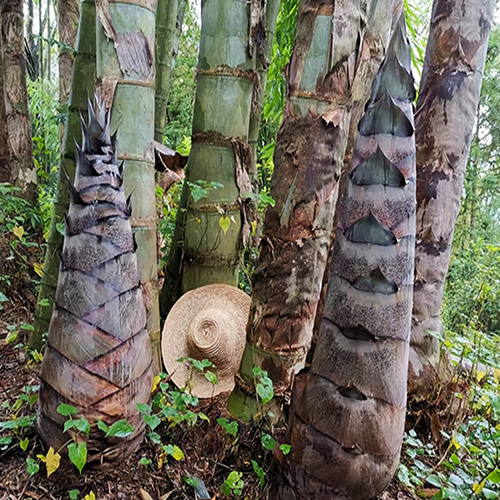 mang cay tre rong khong lo thai lan