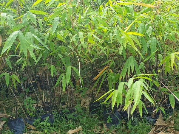 Giống cây Tre đen Gia Va mua ban giong cay tre den giava